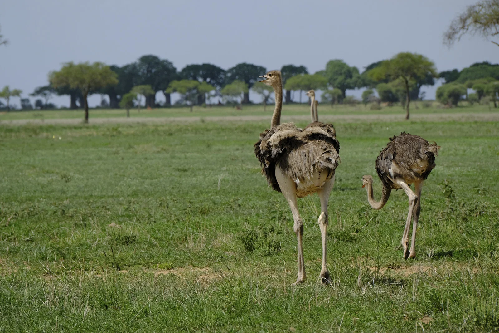 Ostriches running on grassland with baobabs in the distance