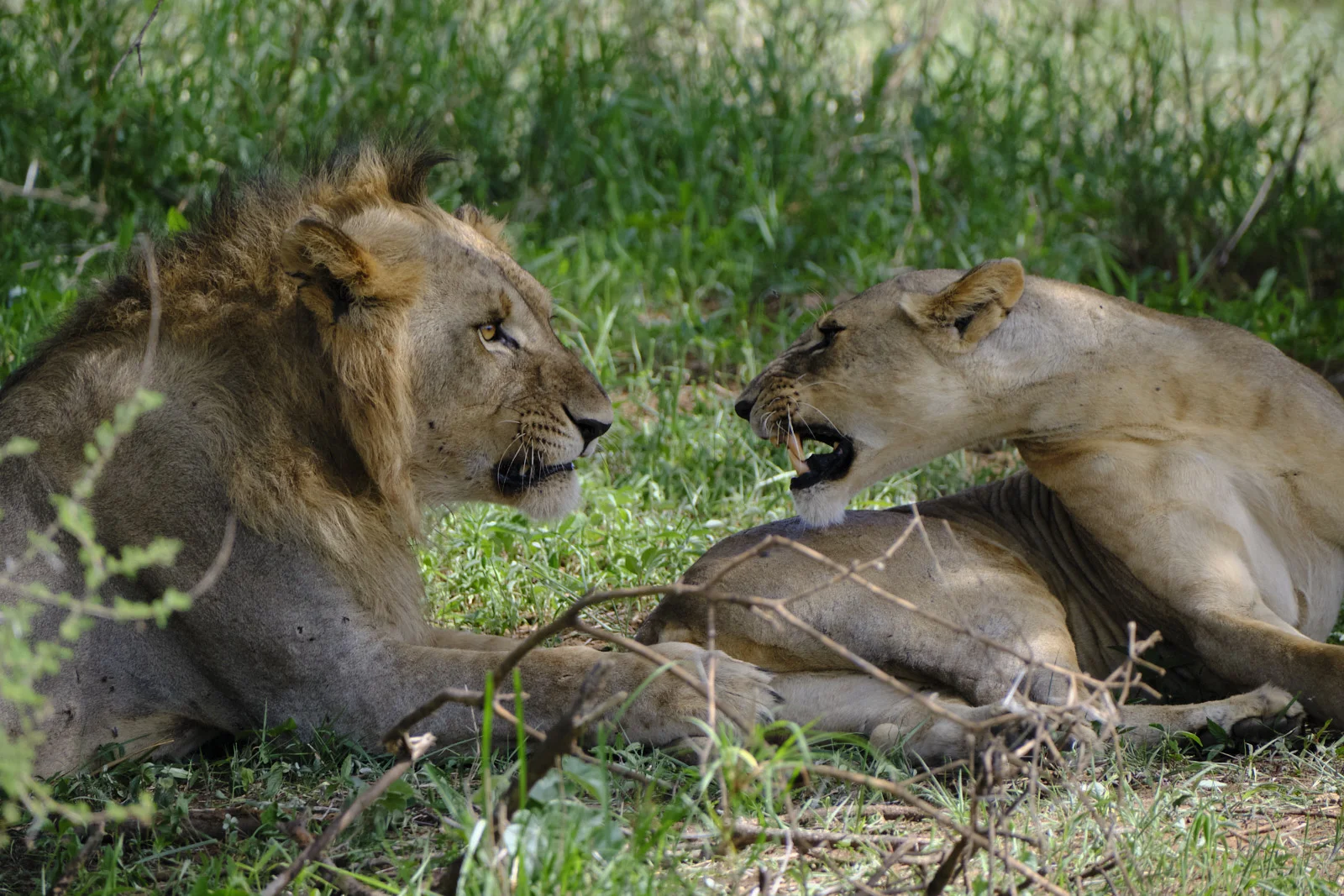 Male lion and lioness facing each other in grass
