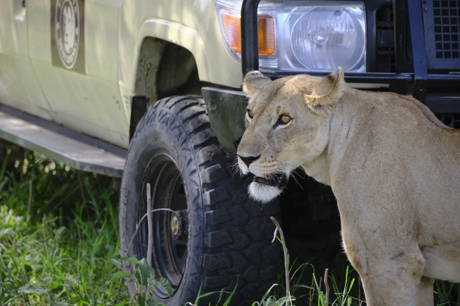Lioness standing beside a safari vehicle
