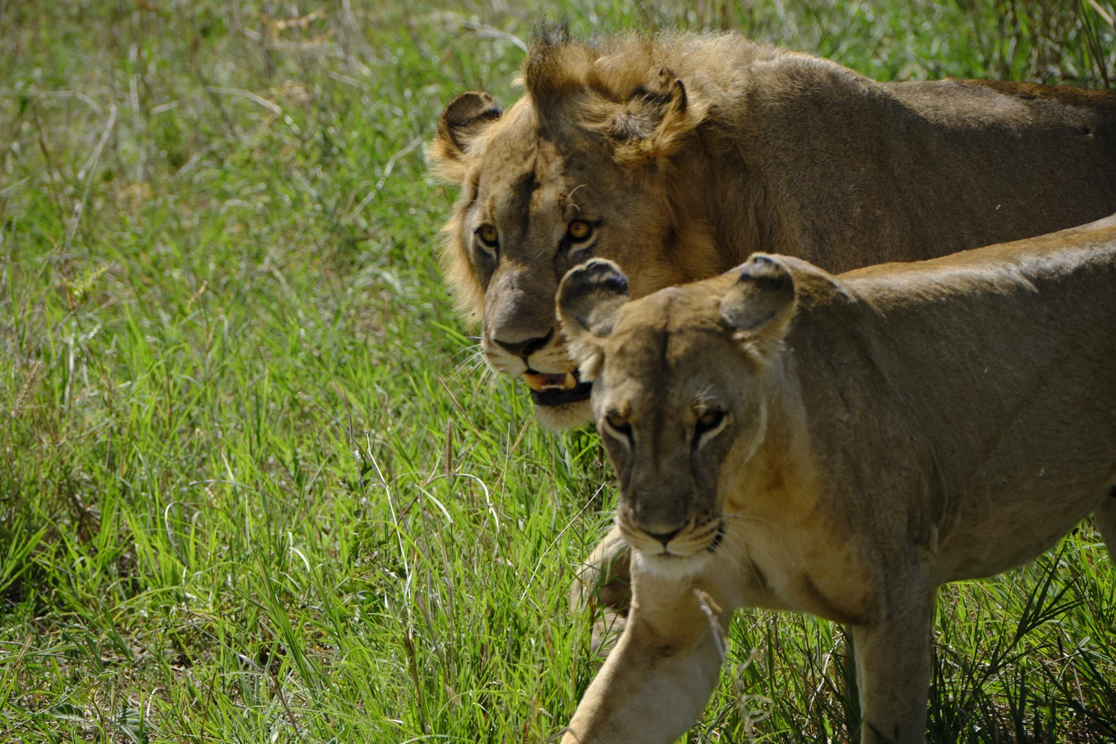 Male lion and lioness walking through tall grass