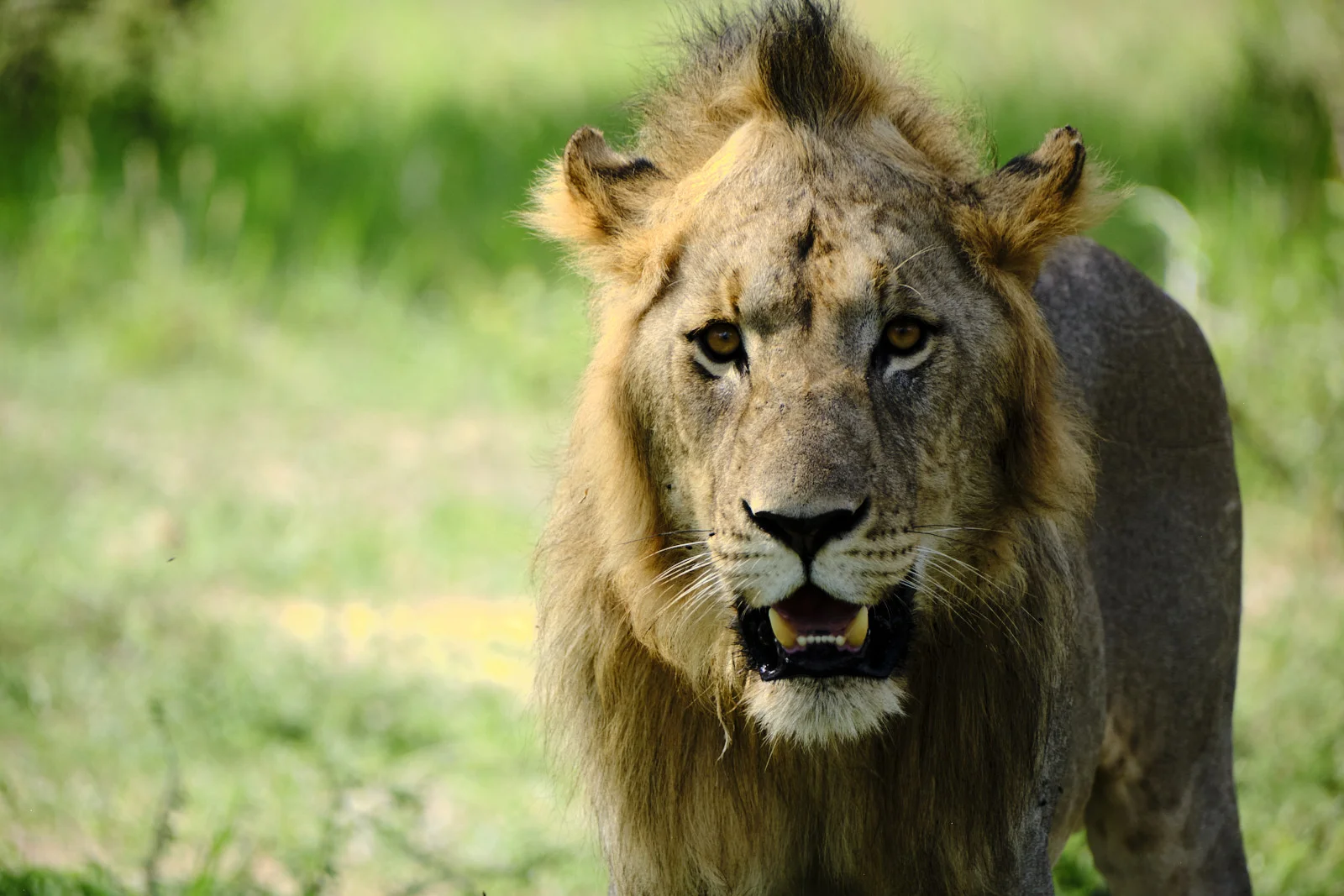Male lion looking directly at the camera