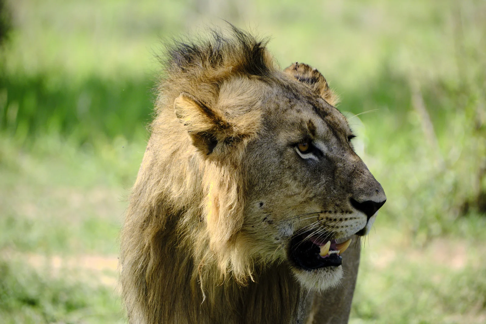 Male lion in profile with mouth slightly open