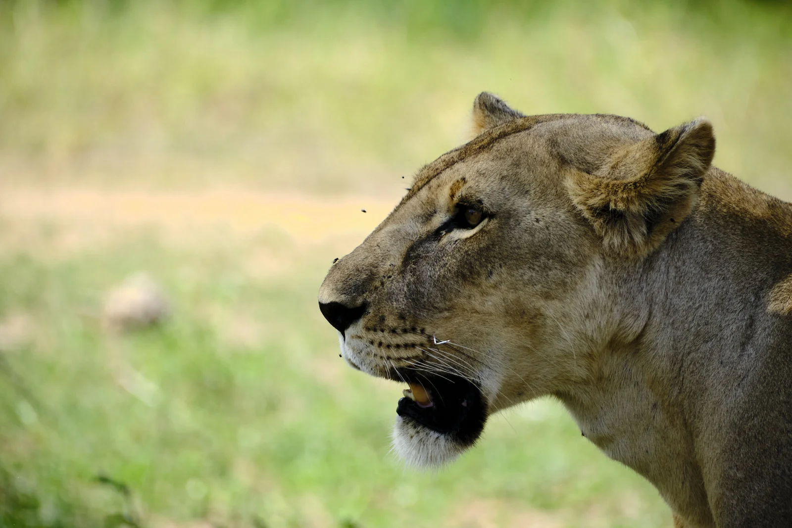Lioness in profile with mouth open