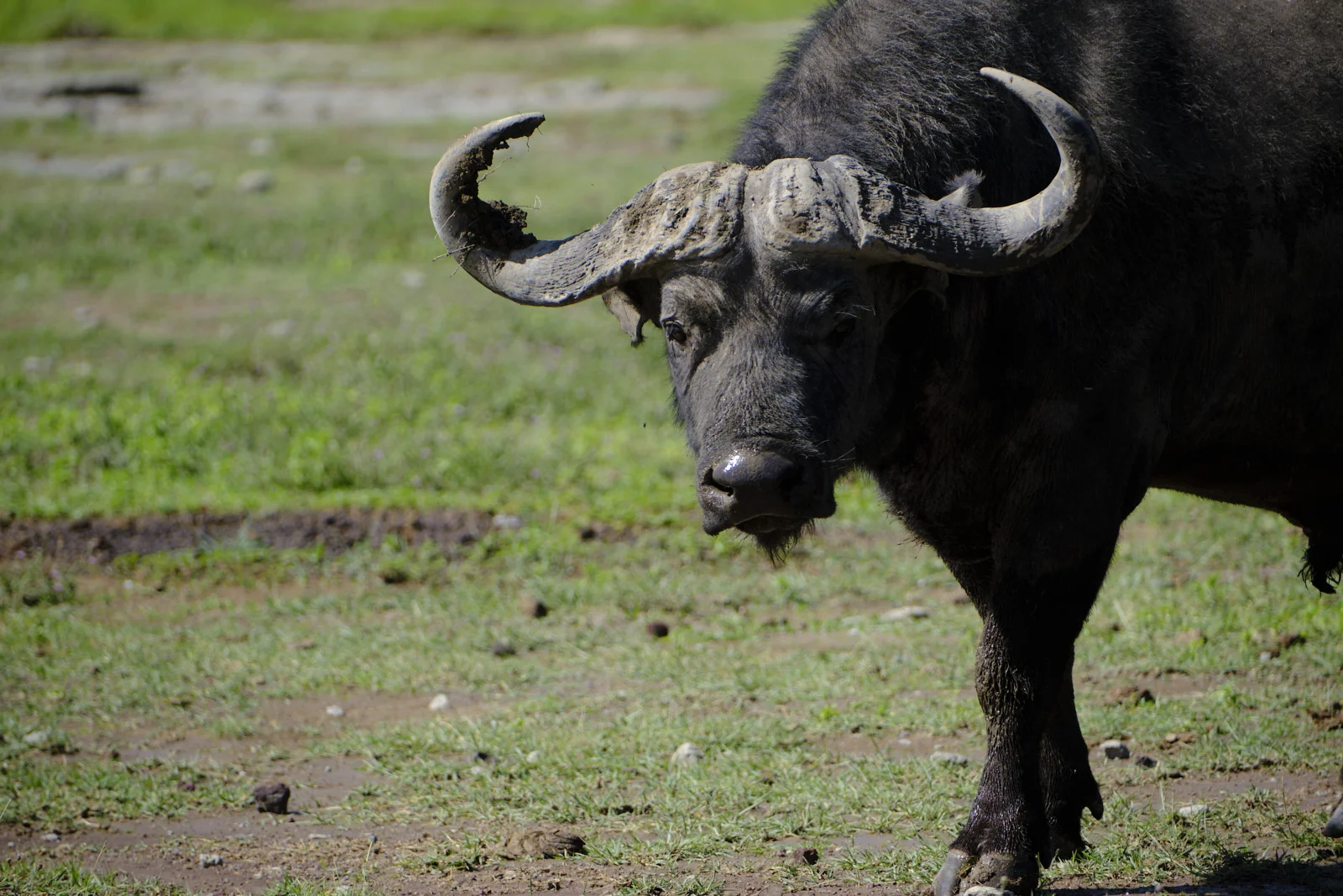 Cape buffalo with heavy curved horns