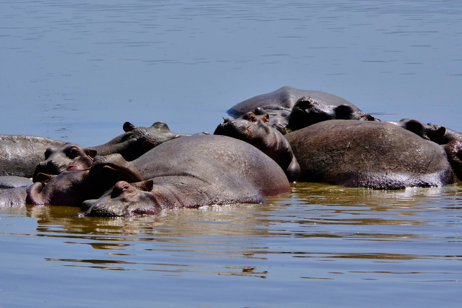 Pod of hippos packed together in a river