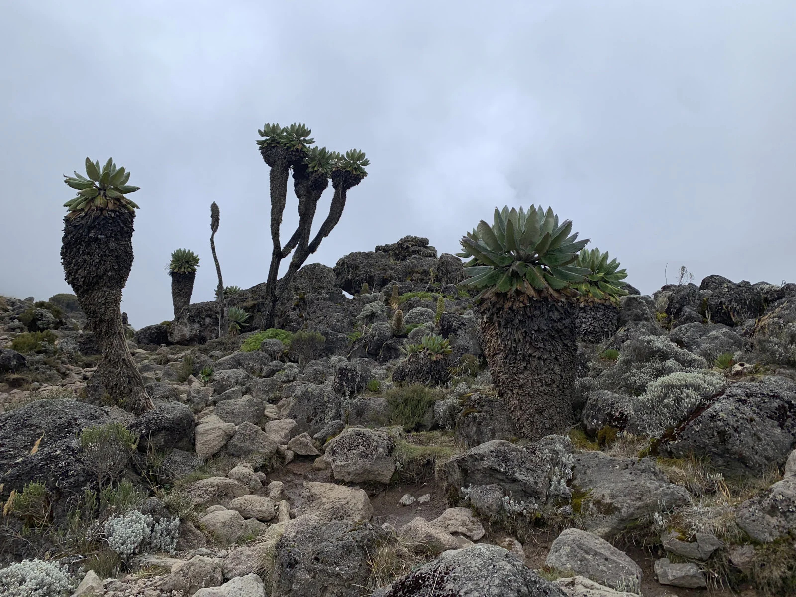 Giant groundsels among lava boulders in Barranco Valley
