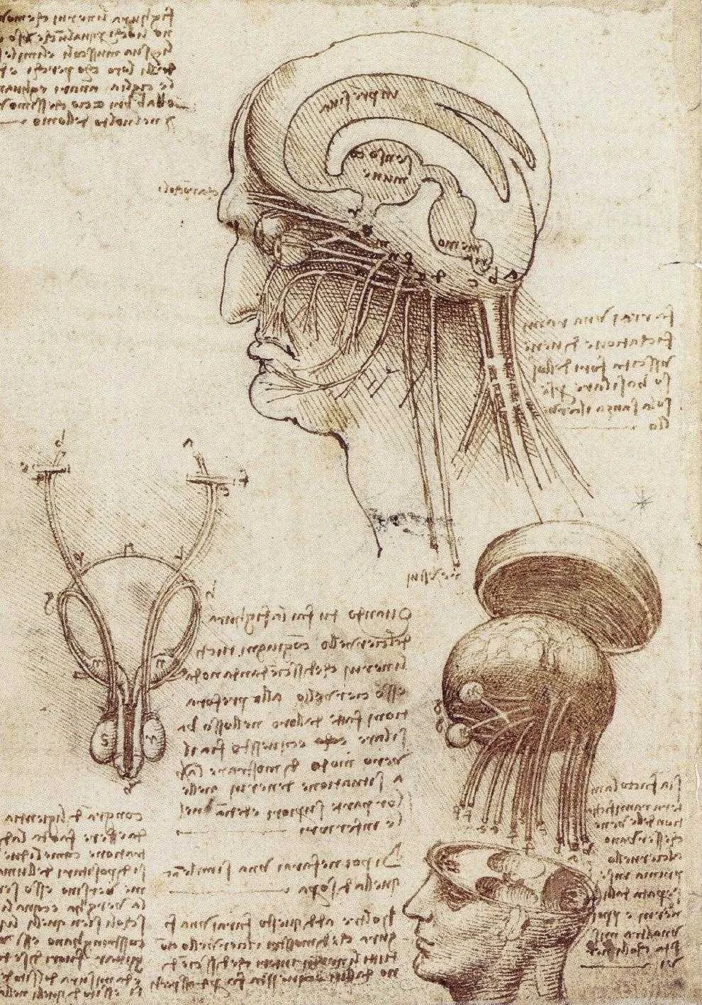 DaVinci's Brain
