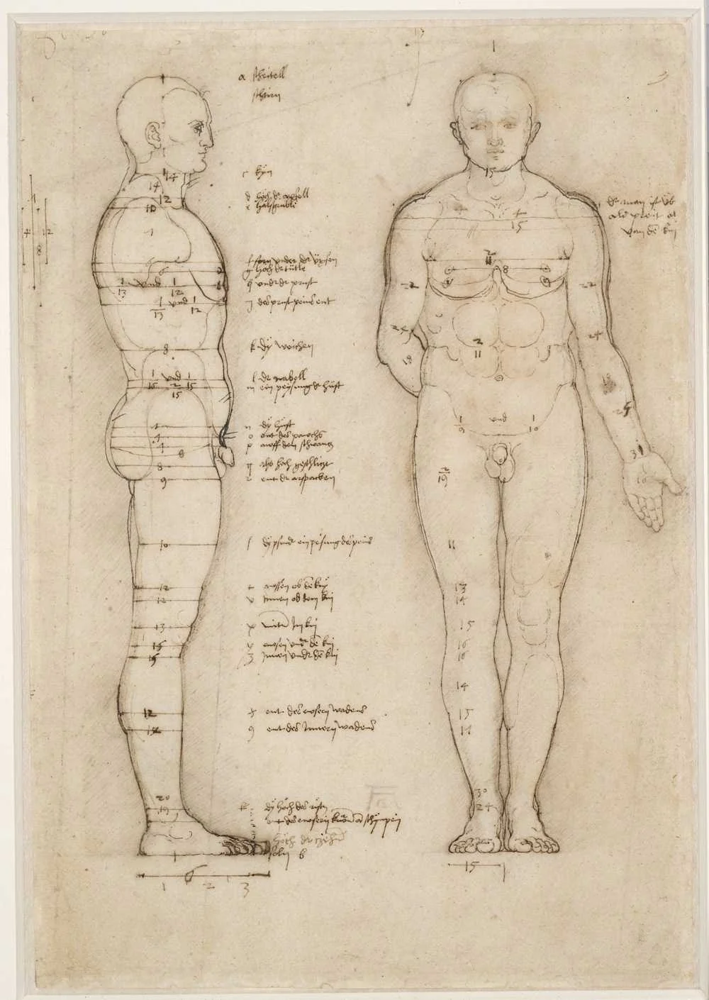 Dürer's Human Proportions