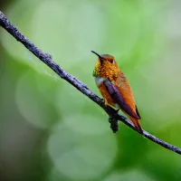 A Rufous Hummingbird