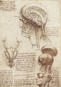 DaVinci's Brain