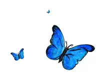 Butterflies