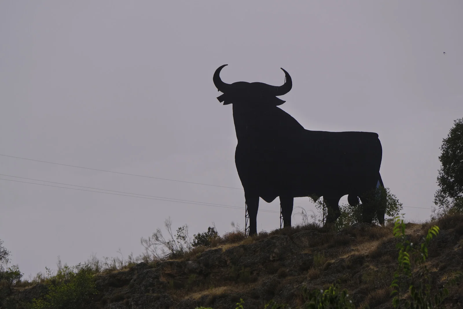 An Osborne bull stands on a hillside beside the road between Consuegra and Granada.