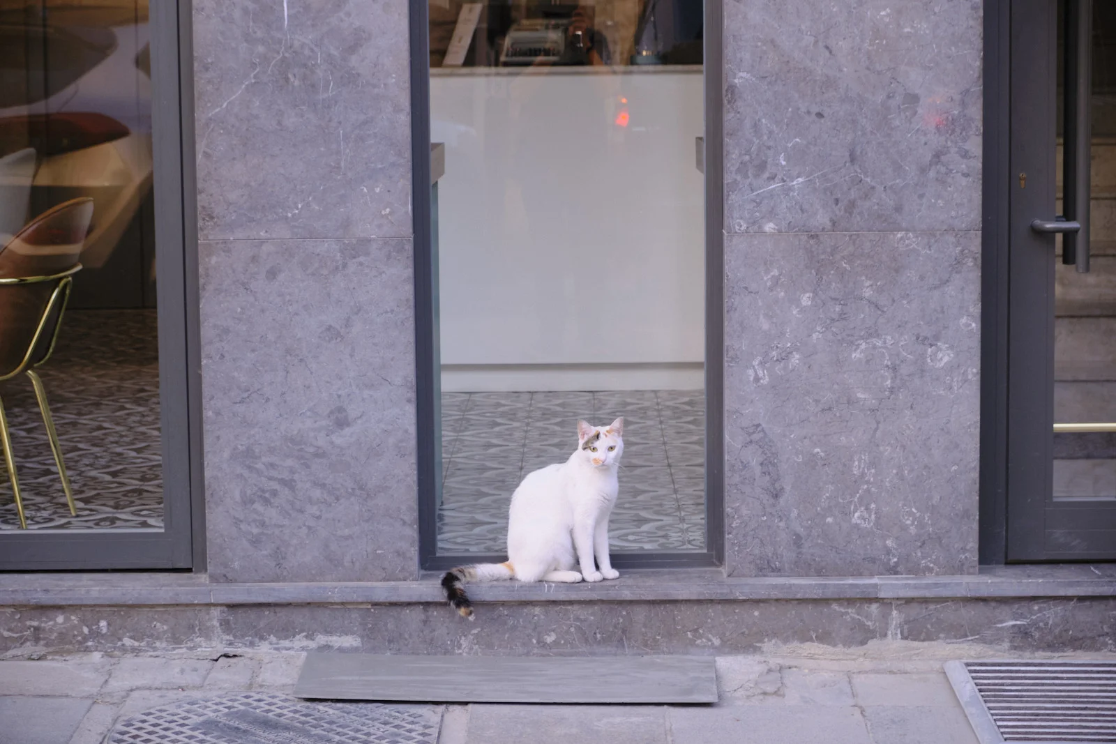 A white cat with ginger patches sits in the open doorway of a gray marble storefront.