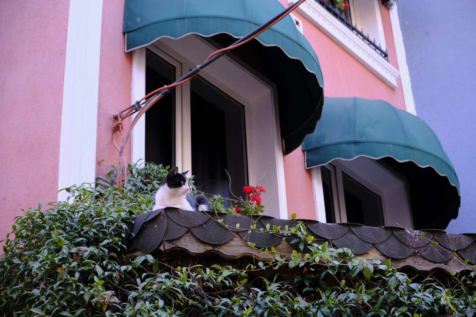 A black-and-white cat resting on a scalloped tile ledge beneath green awnings, with ivy and red flowers on a pink building.
