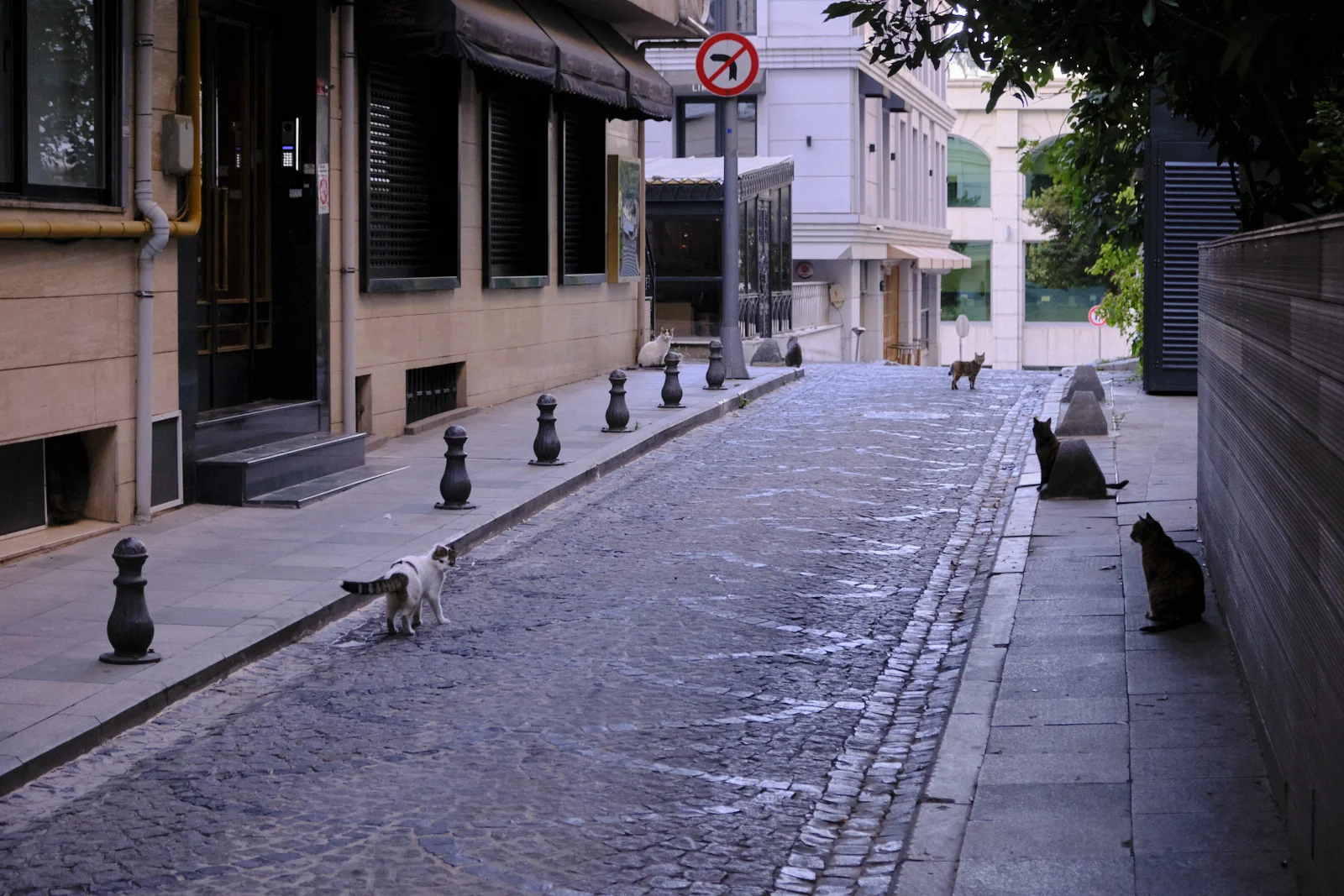 Several cats on a wet cobblestone street lined with bollards and closed storefronts, beneath a no-left-turn sign.