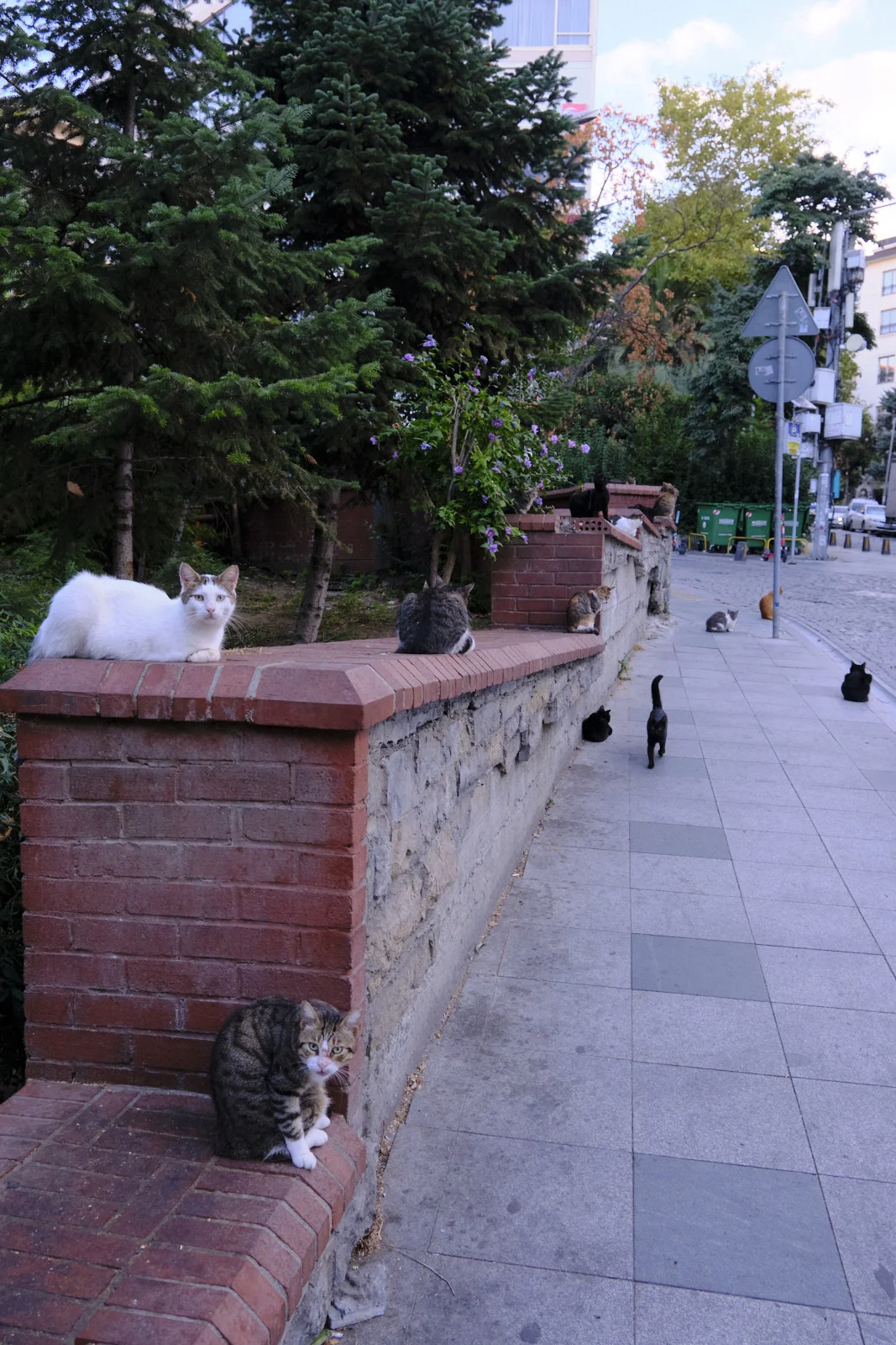 Numerous cats resting on a brick wall and along a paved sidewalk, with trees, street signs, and green dumpsters farther down the street.