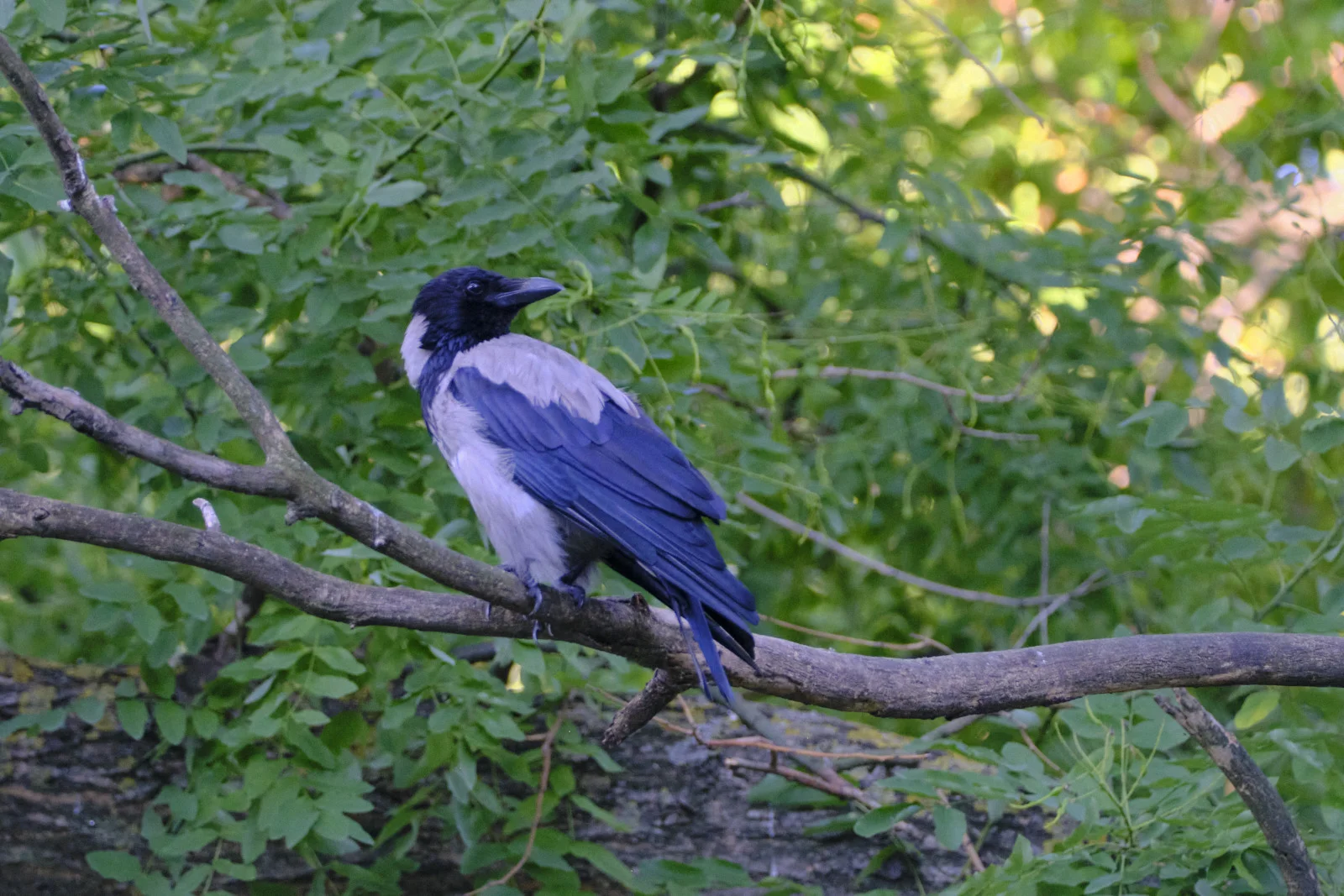 A hooded crow with a black head and gray body perches on a tree branch amid green leaves.