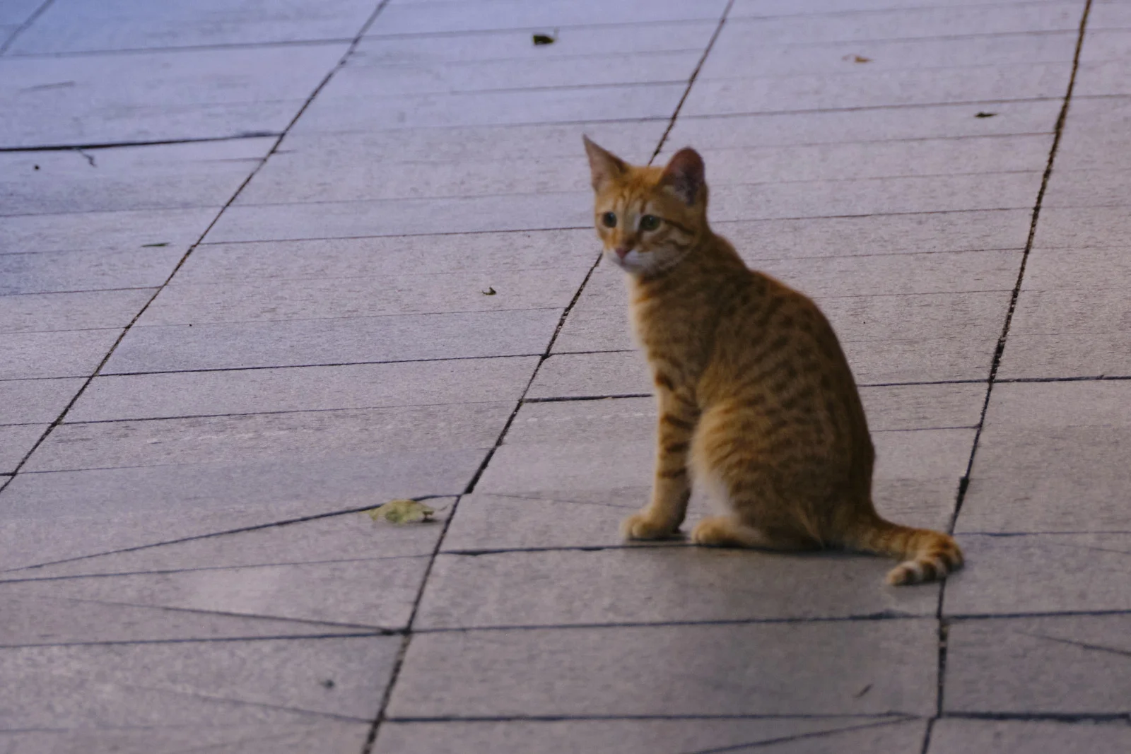 An orange tabby cat sitting on gray paving stones and looking toward the camera.
