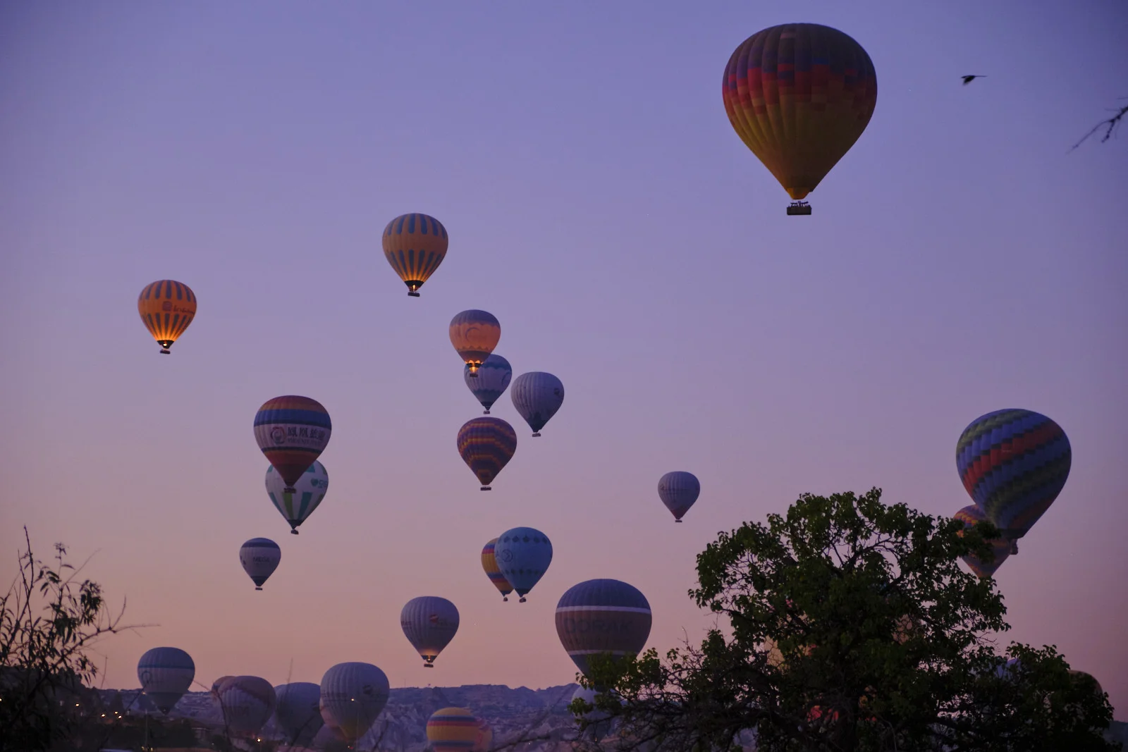 Dozens of hot-air balloons, some glowing from within, float in a purple dawn sky above a dark tree.