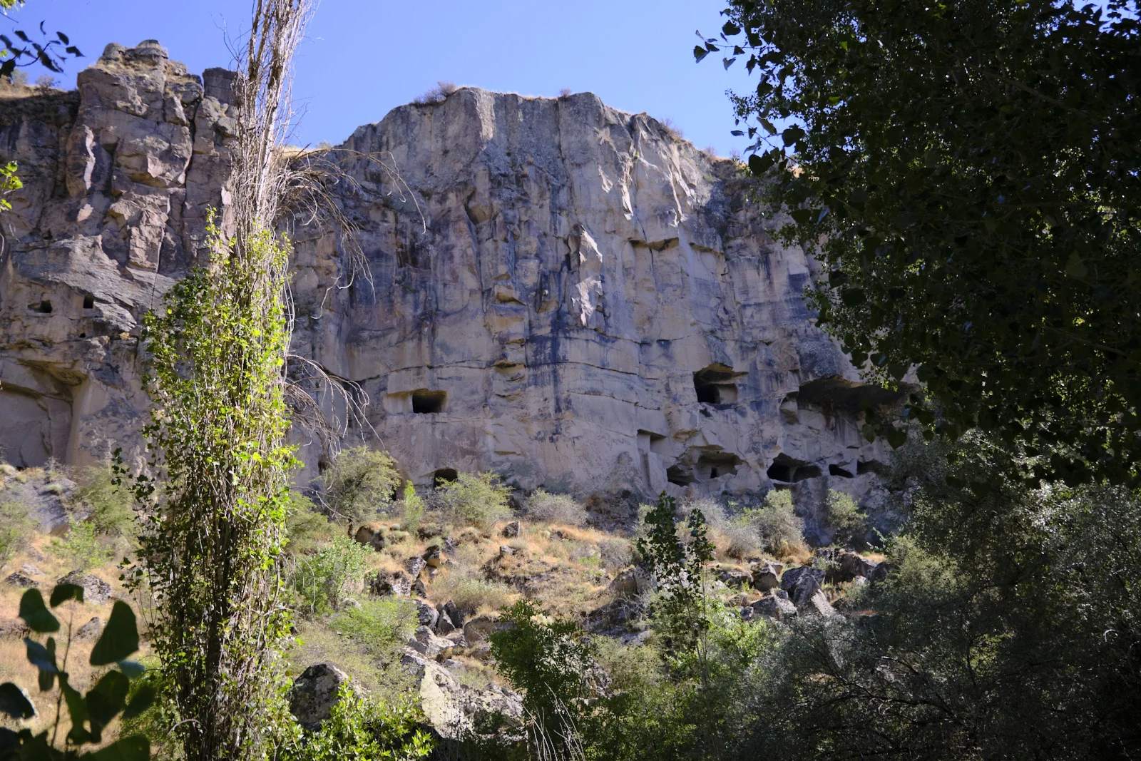 A pale canyon cliff pierced by cave openings, seen through green trees and a slender trunk under a clear blue sky.