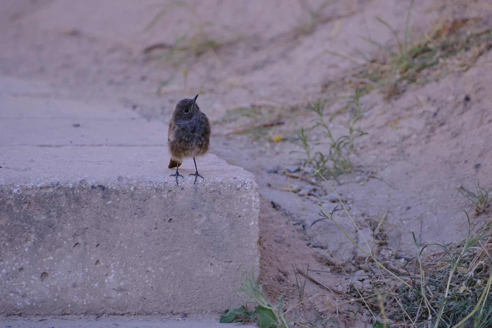 A small dark bird with a rusty tail stands on the edge of a concrete step beside sandy ground and sparse weeds.