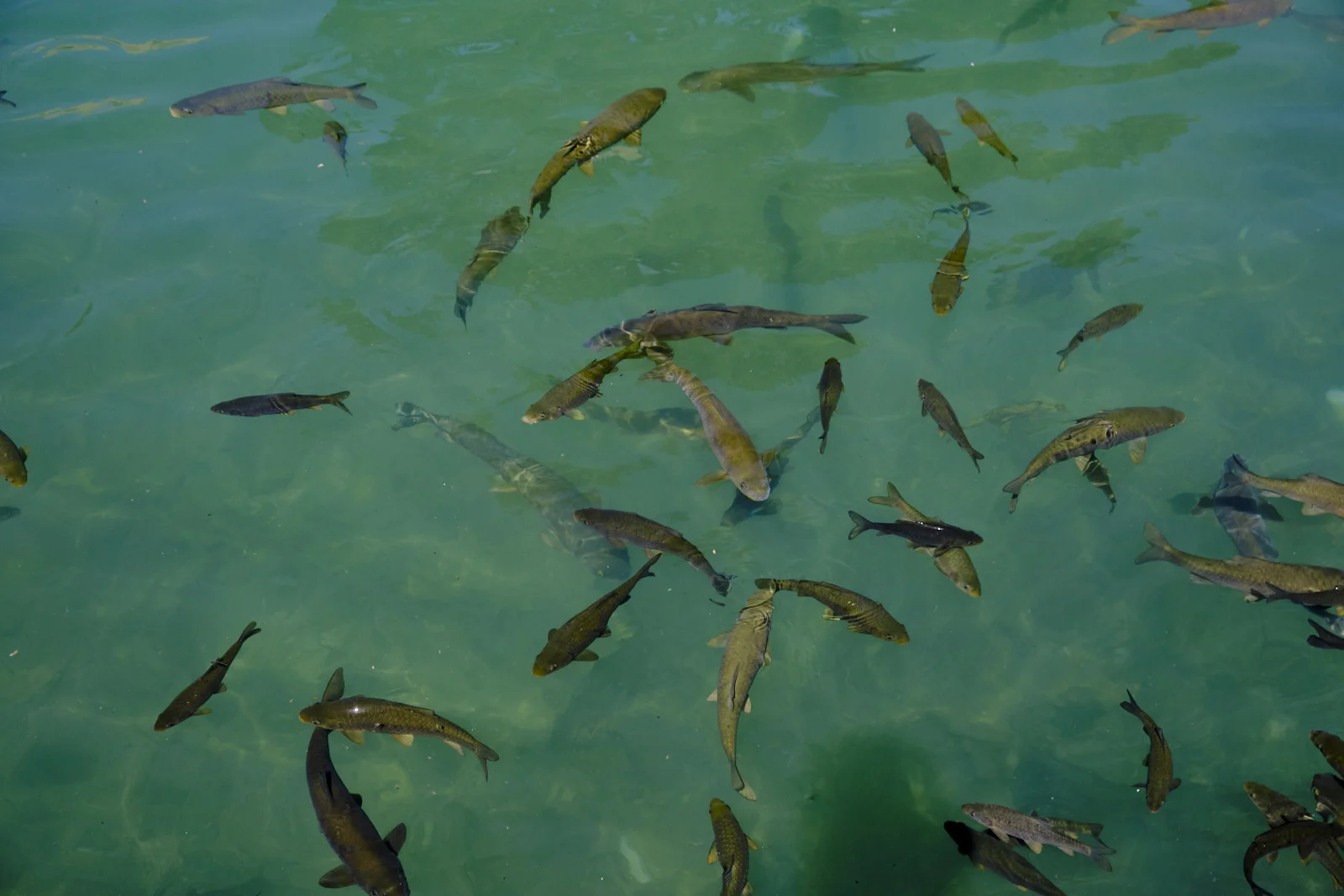 Many carp of various sizes swim near the surface of clear green water.