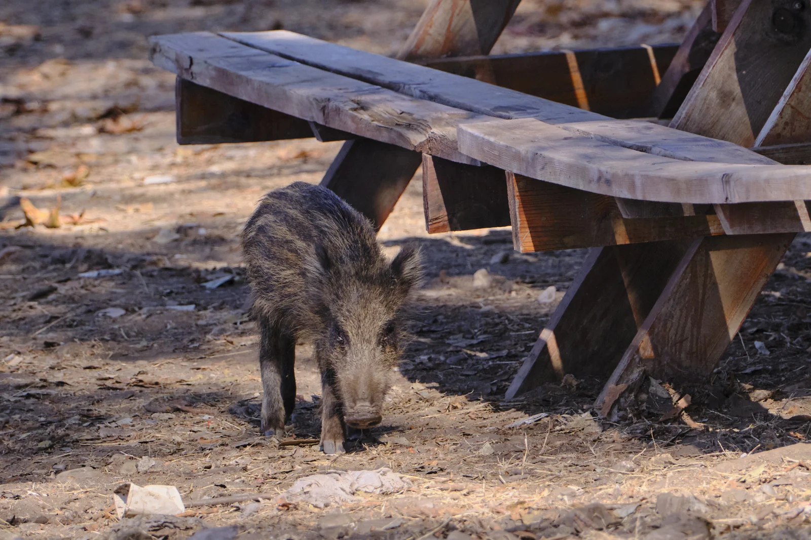 A small striped wild boar stands under a wooden picnic table on bare dirt scattered with leaves.