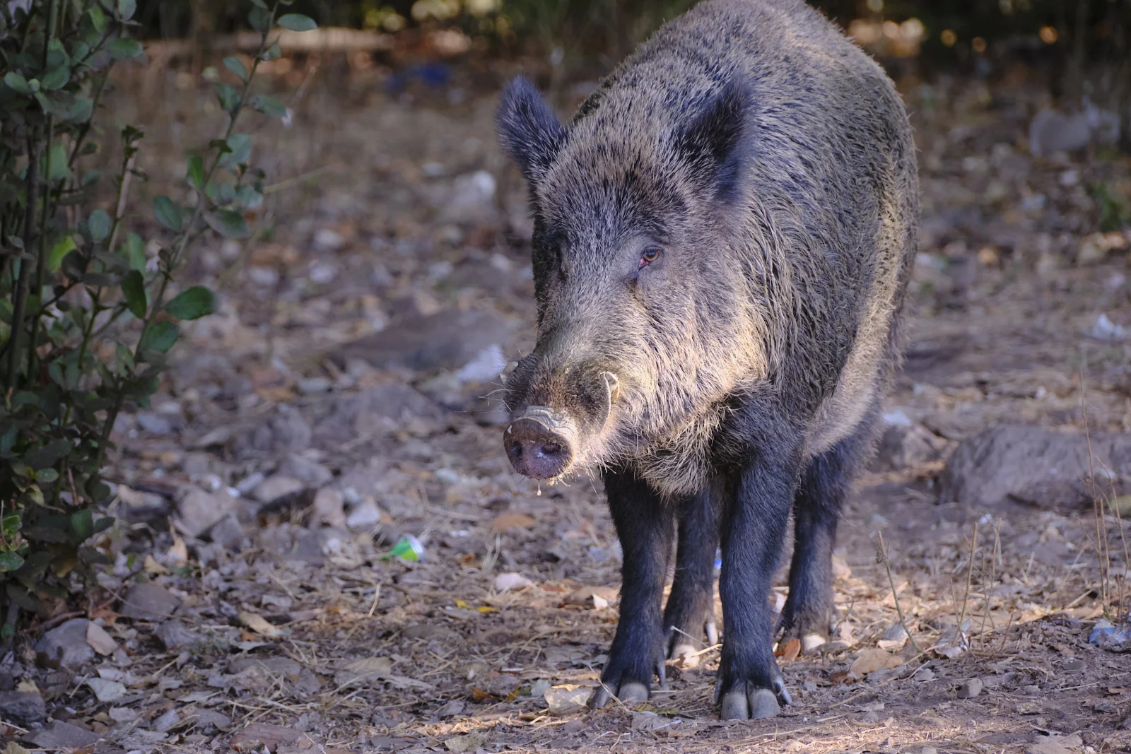 A coarse-haired wild boar stands facing forward on a path of dirt, stones, and dry leaves.
