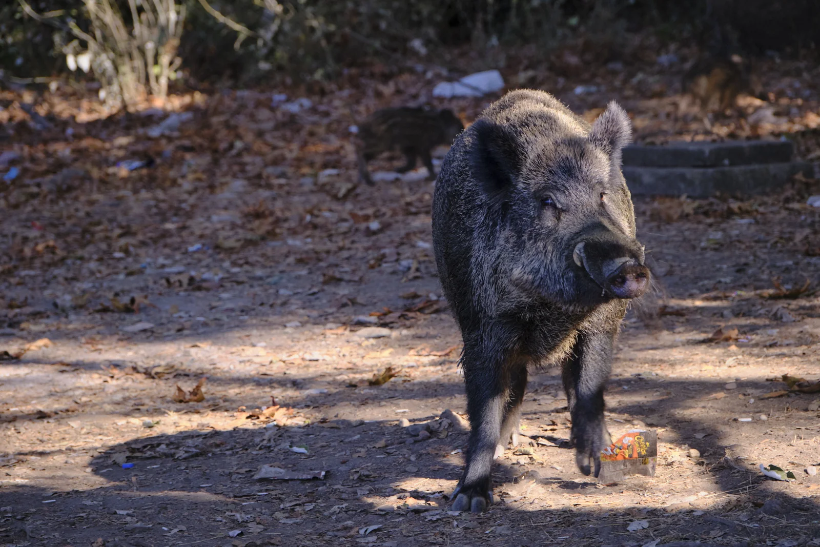 A large wild boar walks toward the camera on a leaf-strewn path, with a second boar visible in the background shade.