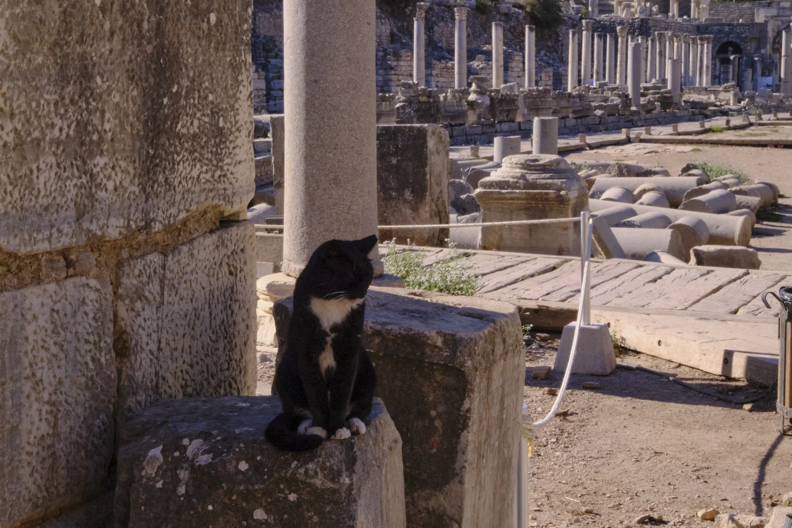 A black cat with a white chest sits on a weathered stone block beside a column, with ancient ruins stretching into the background.