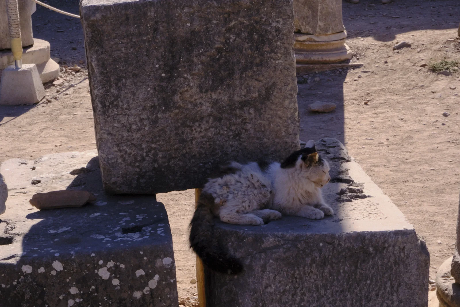 A white cat with dark ears and tail lies asleep on a flat stone block next to a large rough-cut pier.