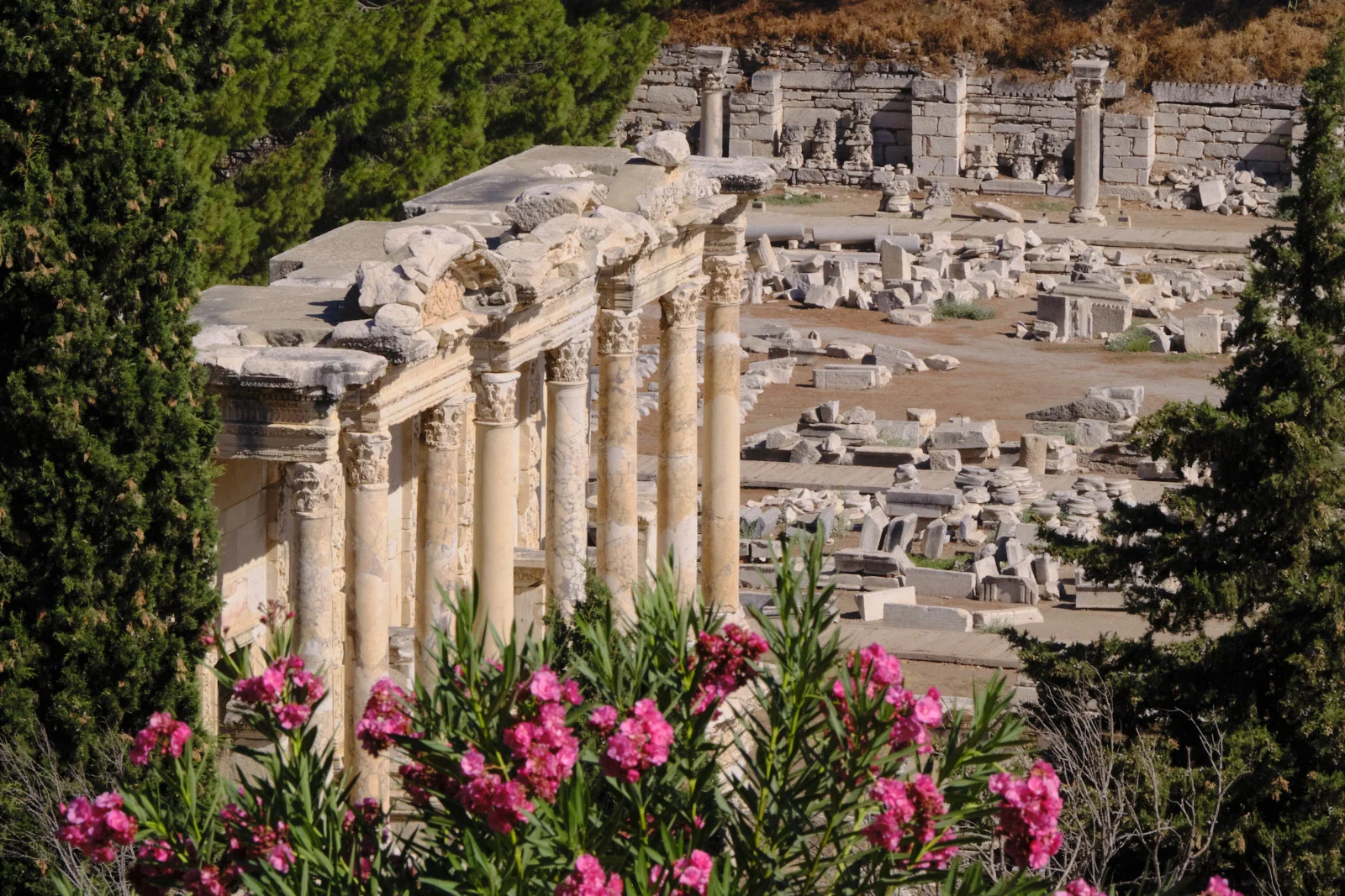 Pink oleander blooms in front of a columned marble facade, with scattered ruins and cypress trees beyond.