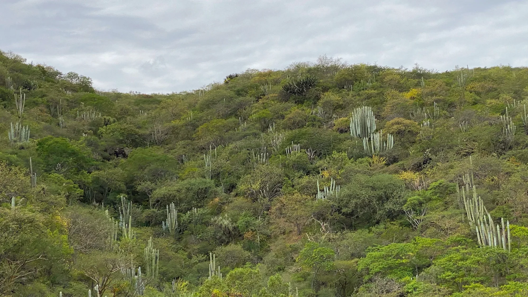 Oaxaca desert hills