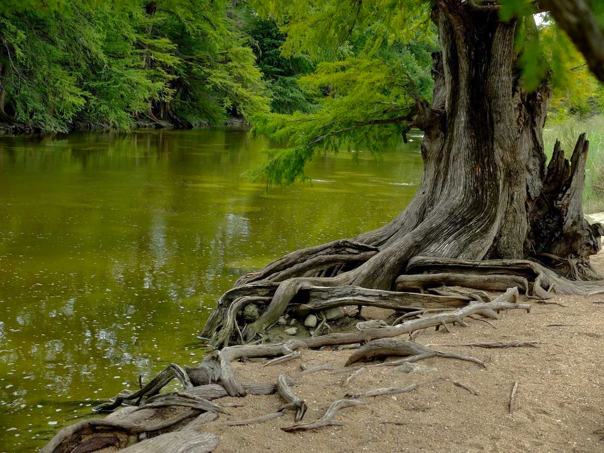 cypress trees