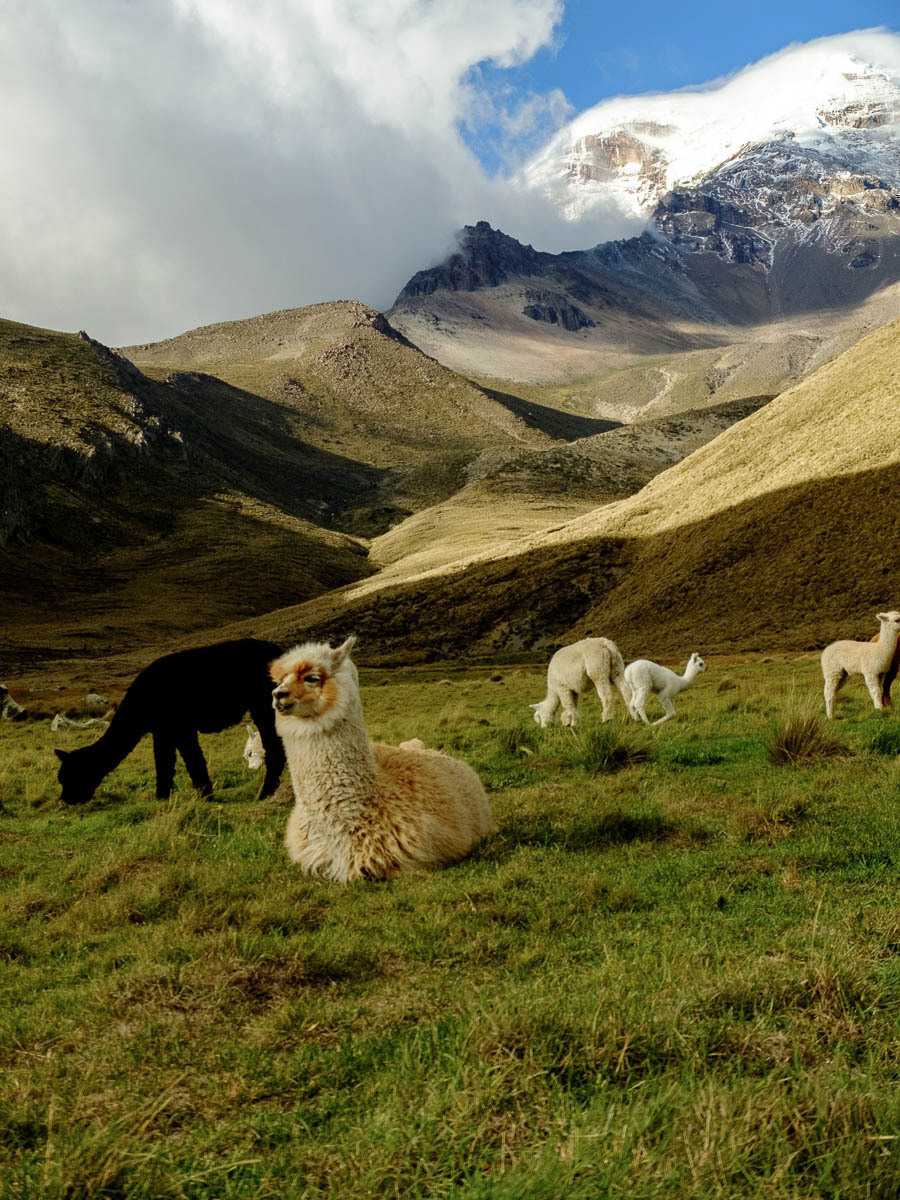 Chimborazo