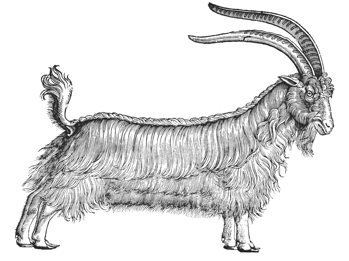 A woodcut from Edward Topsell's History of Four-Footed Beasts and Serpents
