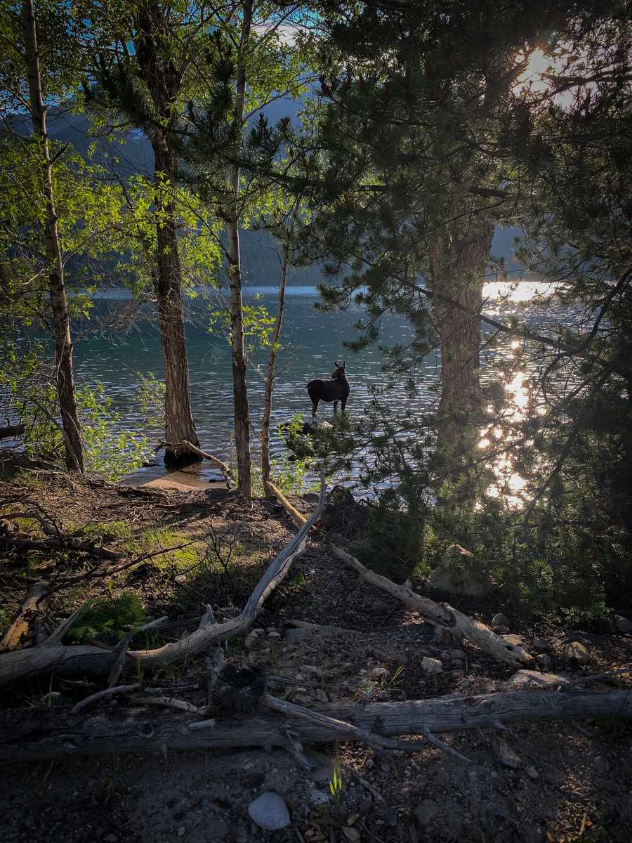 moose at jenny lake