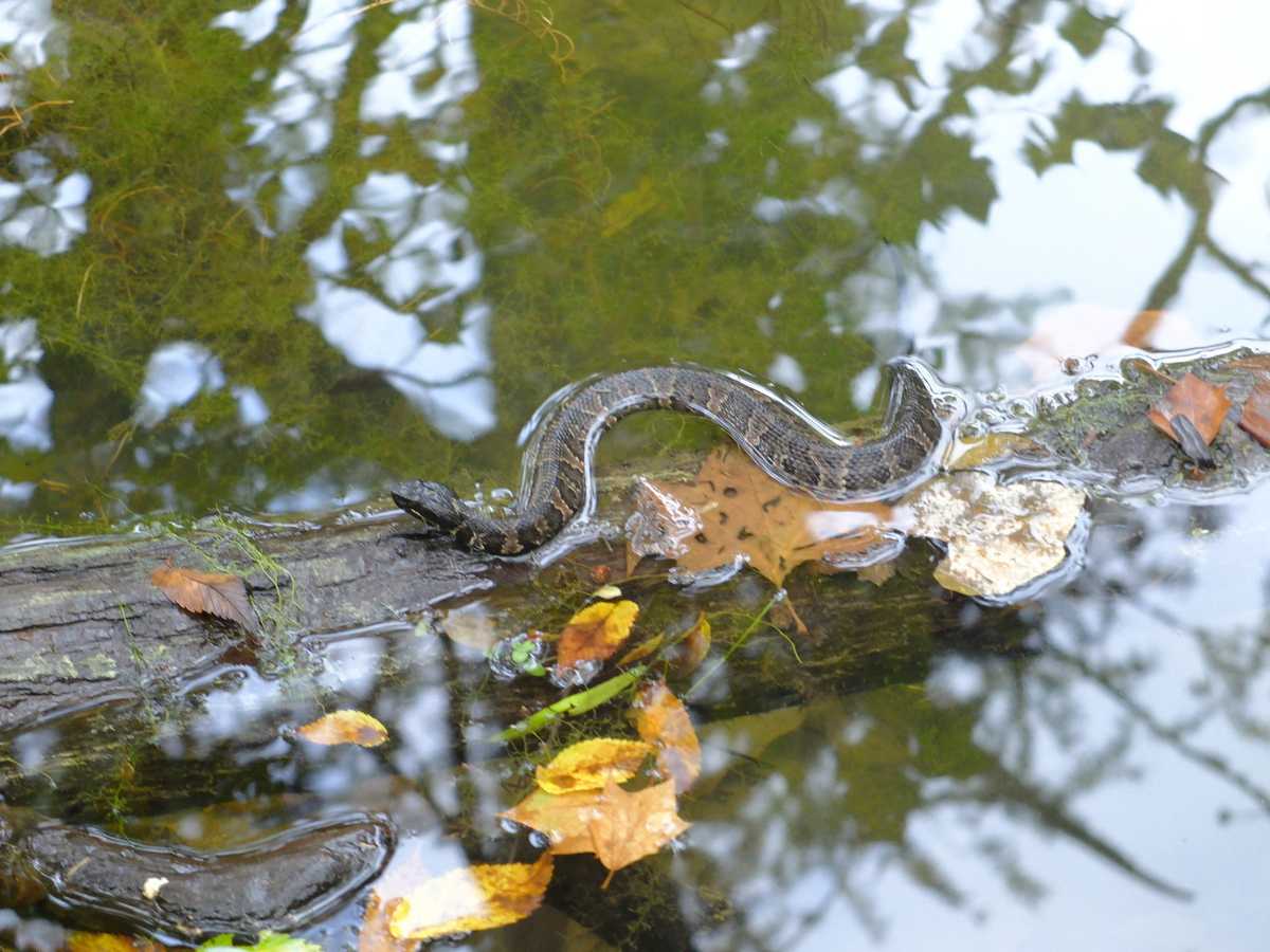 hillman pool water snake