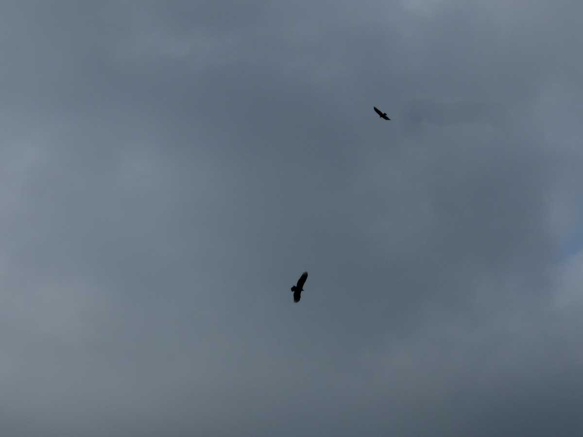 vultures flying